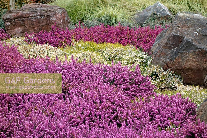 Cultivars d'Erica carnea - Bruyères à fleurs d'hiver utilisées dans les plantations d'agrément parmi les rochers