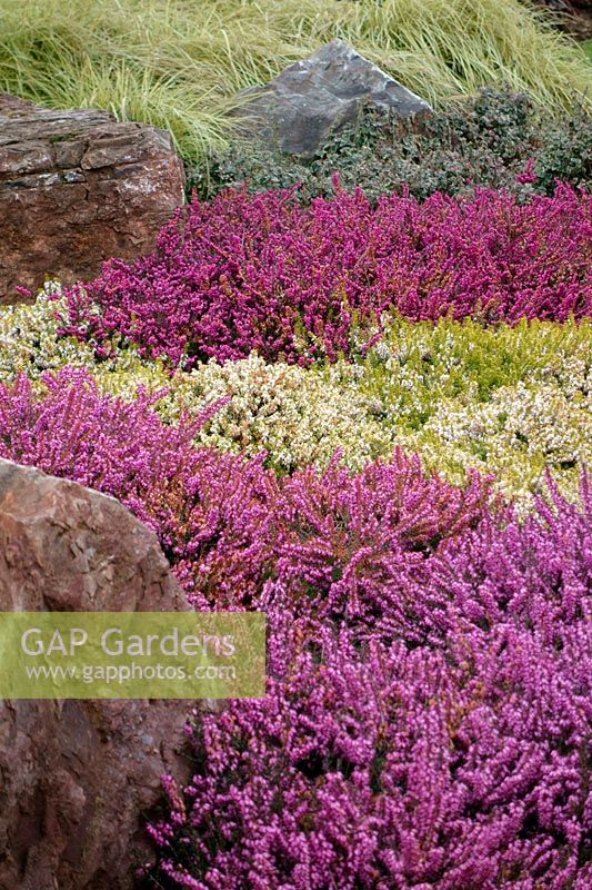 Cultivars d'Erica carnea - Bruyères à fleurs d'hiver utilisées dans les plantations d'agrément parmi les rochers