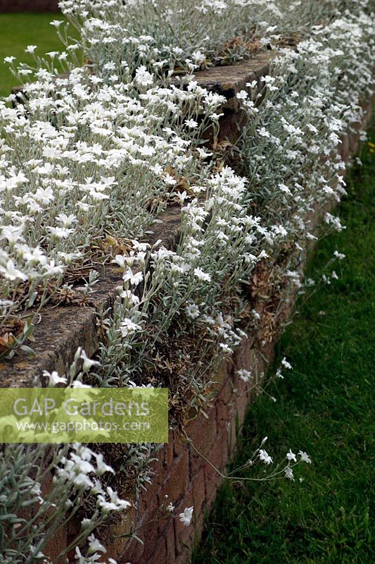 Cerastium tomentosum poussant sur un mur de jardin