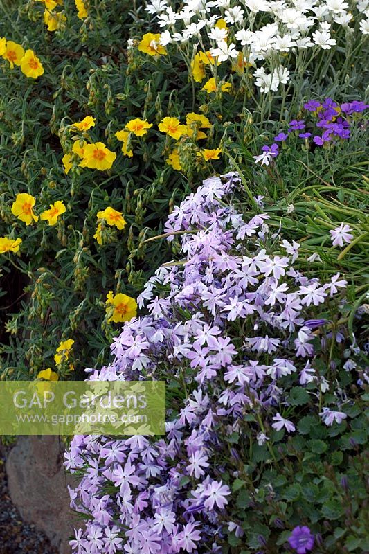 Rocaille au printemps avec Rock Roses - Helianthemum, Aubretia - Aubretia deltoidea, Cerastium tomentosum et Phlox