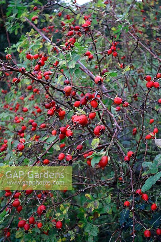 Rosa rubiginosa - Sweet Briar dans le Northumberland et montrant des sépales persistants