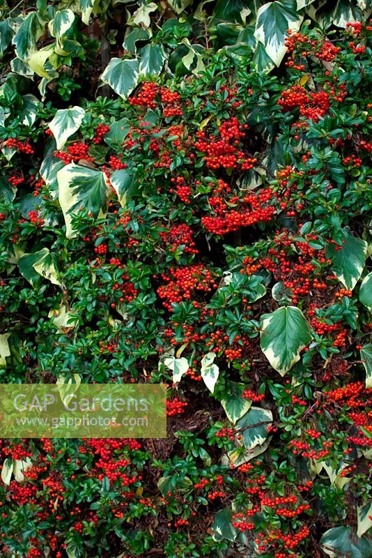Pyracantha coccinea aux fruits rouges avec Hedera algeriensis 'Gloire de Marengo' - v - en novembre sur un mur de maison