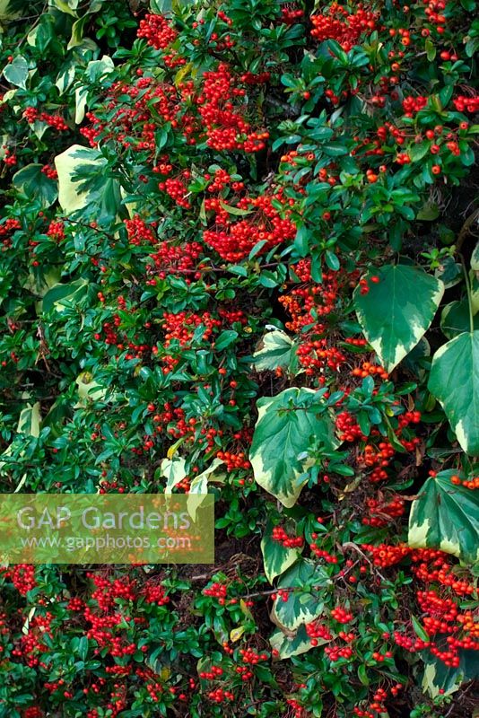 Pyracantha coccinea aux fruits rouges avec Hedera algeriensis 'Gloire de Marengo' - v - en novembre sur un mur de maison