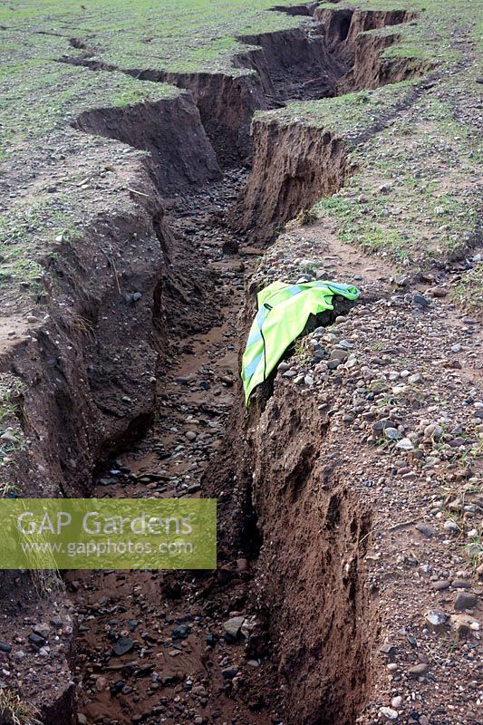 Grave érosion du sol dans le Devon UK - 4 février 2014 sur un terrain escarpé avec une mauvaise mise en place des cultures avant les fortes pluies d'hiver - des ravins de plus de 150 cm de profondeur. Gilet haute visibilité montre l'échelle