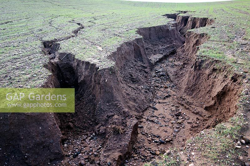 Forte érosion du sol dans le Devon UK - 4 février 2014 sur un terrain escarpé avec une mauvaise mise en place des cultures avant de fortes pluies hivernales - des ravins de plus de 150 cm