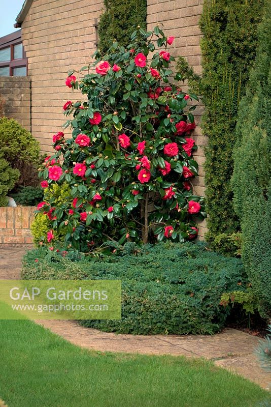 Cultivar de Camellia japonica rouge poussant contre un mur orienté nord-ouest d'une maison - fin mars