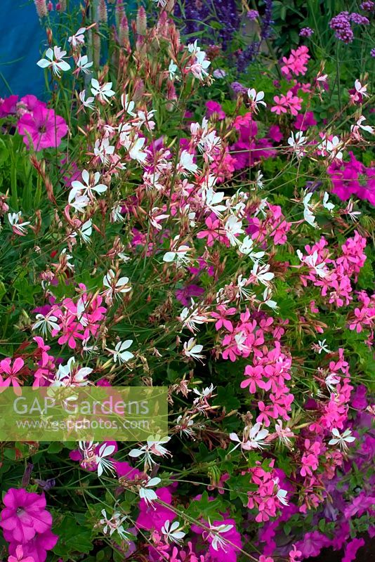 Géraniums et pétunias violets et roses et Gaura blanc en annuelles d'agrément