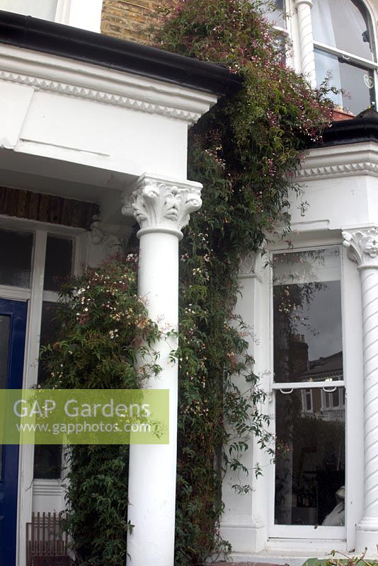 Jasminum polyanthum - des hivers doux et une situation urbaine abritée signifient que cette véranda est rustique à Londres - montré Peckham