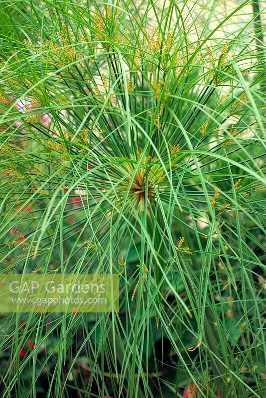 Cyperus papyrus dans les annuelles d'agrément