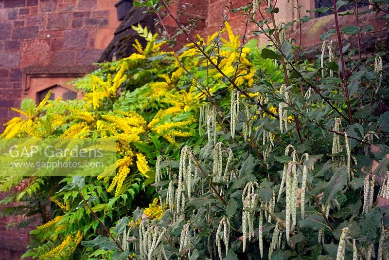 Plantes pour mur nord Mahonia x media 'Winter Sun' Garrya elliptica - m -