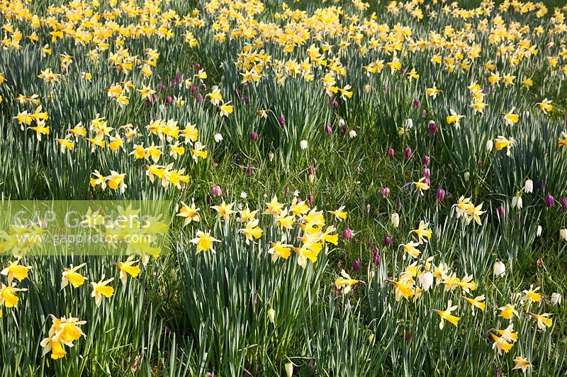 Narcisses historiques naturalisés dans l'herbe avec Fritillaria meleagris à Great Dixter. Crédit obligatoire Jo Whitworth