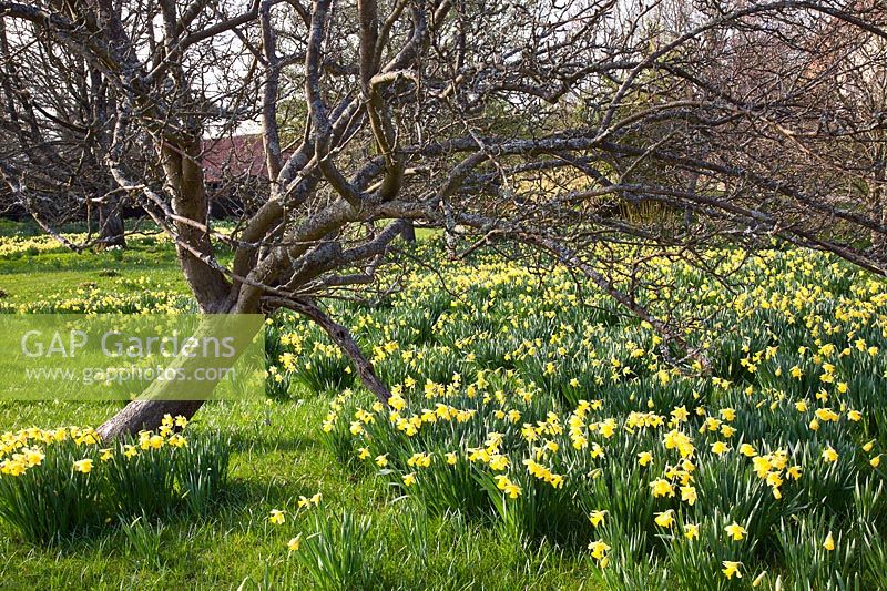 Narcisse historique naturalisé dans l'herbe à Great Dixter - Jonquilles. Crédit obligatoire Jo Whitworth