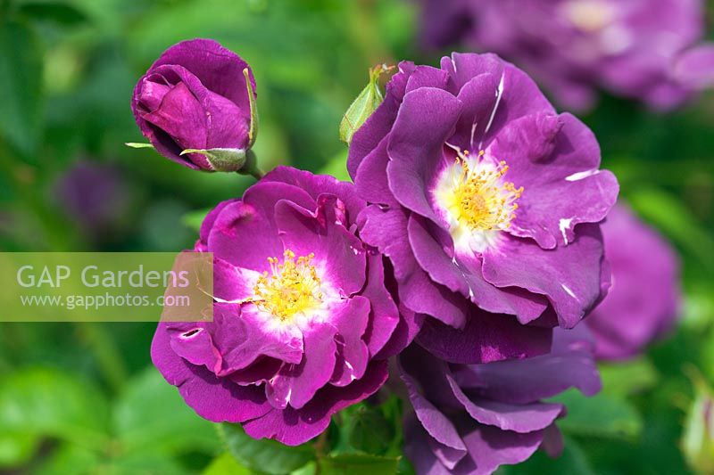 Rosa Rhapsody in Blue 'Frantasia' Rose