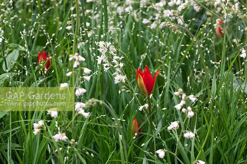 Combinaison de plantation de Tulipa sprengeri, Heuchera, Melica altissima 'Alba' Designer Christopher Bradley-Hole, RHS Chelsea Show