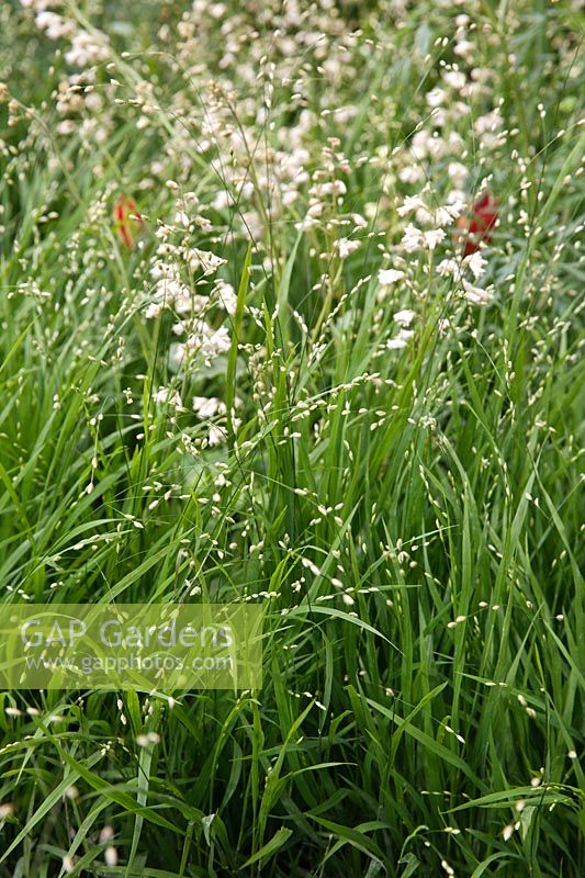 Melica altissima 'Alba', Heuchera sanguinea 'White Cloud '. RHS Chelsea Flower Show. Concepteur: Christopher Bradley-Hole