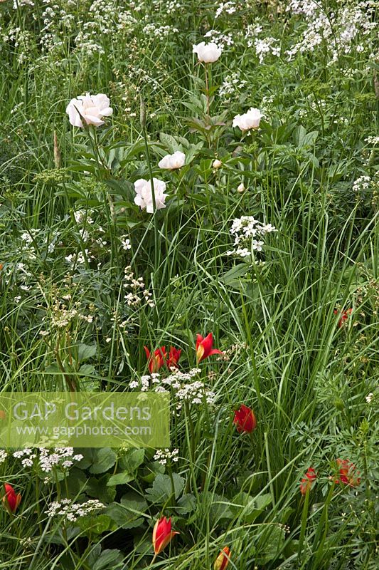 Combinaison de plantation de Tulipa sprengeri, Heuchera sanguinea 'White Cloud', Melica altissima 'Alba', Paeonia