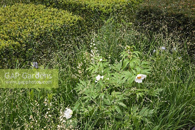 Le Telegraph Garden, RHS Chelsea Flower Show. Concepteur: Christopher Bradley-Hole. Melica altissima 'Alba', Paeonia emodi, If