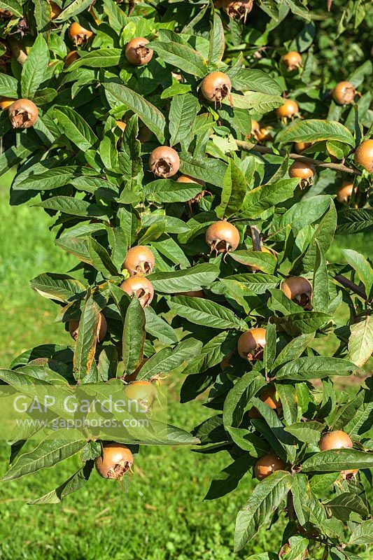 Mespilus germanica 'Bredase Reus' - Fruit de néflier