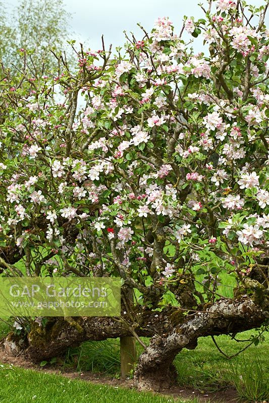 Malus domestica 'Laxton's Fortune' et 'Laxton's Exquisite' - Pommiers Cordon de 70 ans en fleurs