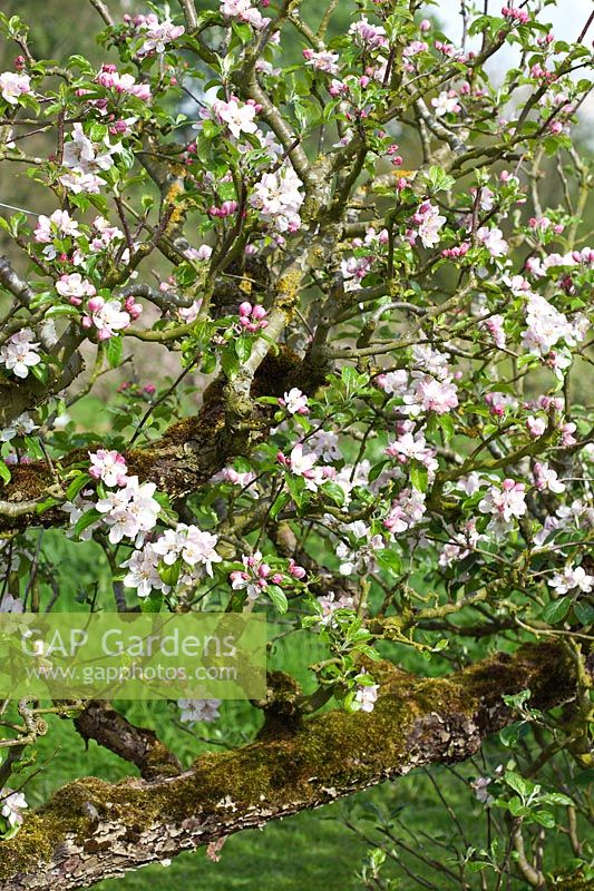 Malus domestica 'Laxton's Fortune' et 'Laxton's Exquisite' - Pommiers Cordon de 70 ans en fleurs