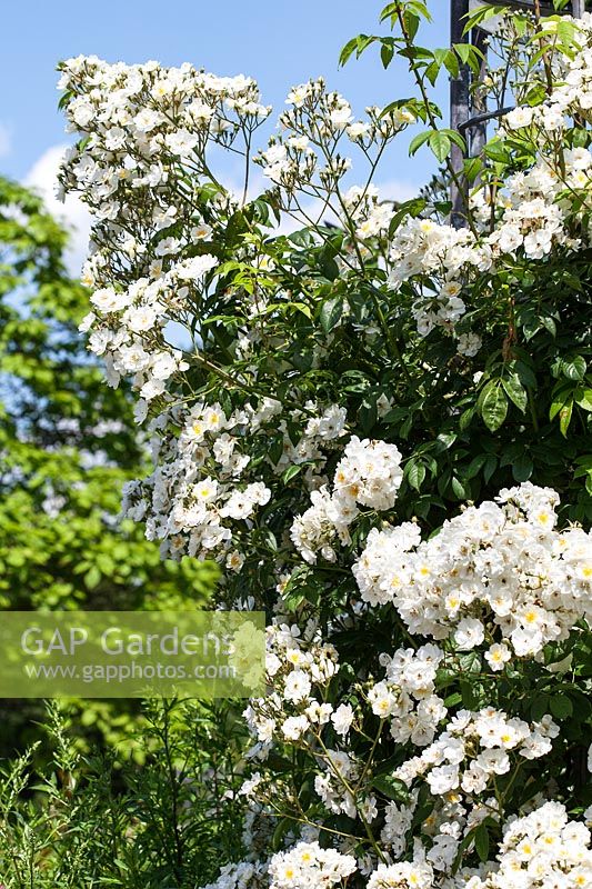 Rosa 'Rambling Rector' - une rose blanche qui fleurit en juin