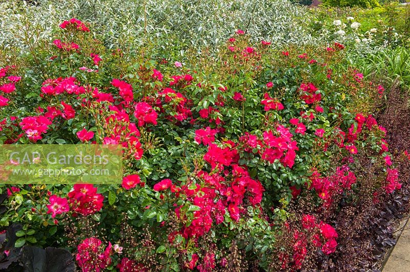 Rosa Wild Thing 'Jactoose' fleurit dans la roseraie de Bowes-Lyon, RHS Gardens Wisley, juin.