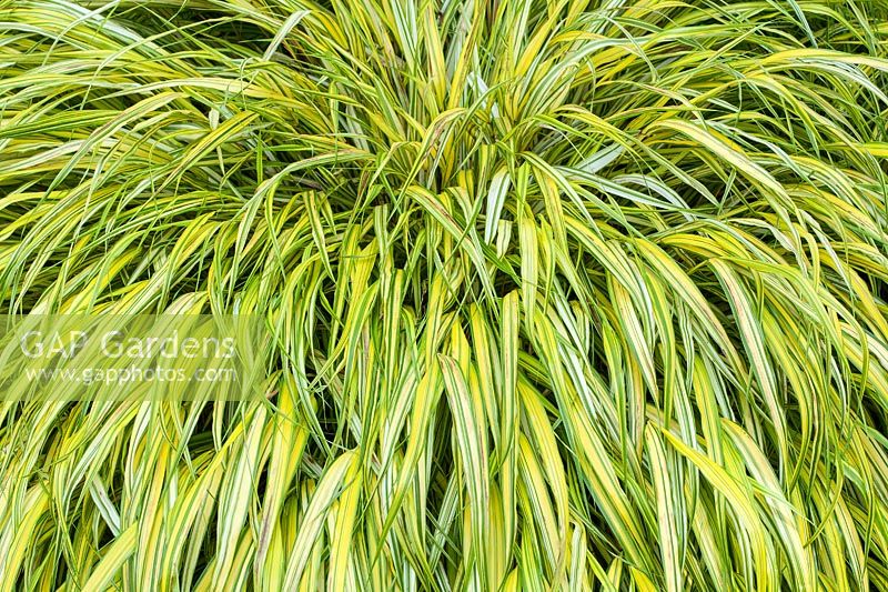 Hakonechloa macra 'Aureola' - Fountain Grass - une herbe dorée ornementale pour le jardin