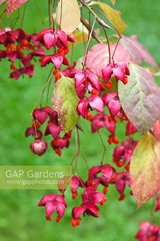 Euonymus planipes fruits colorés en automne - Brindille à tige plate