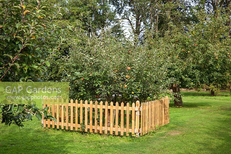 'Family 'Pommier greffé de 45 variétés de pommes différentes. Waterperry Gardens, Oxfordshire