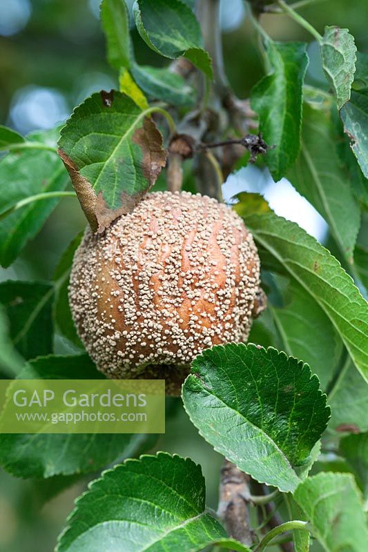 Bad applePourriture brune sur Malus domestica - Pomme pourrissant sur l'arbre