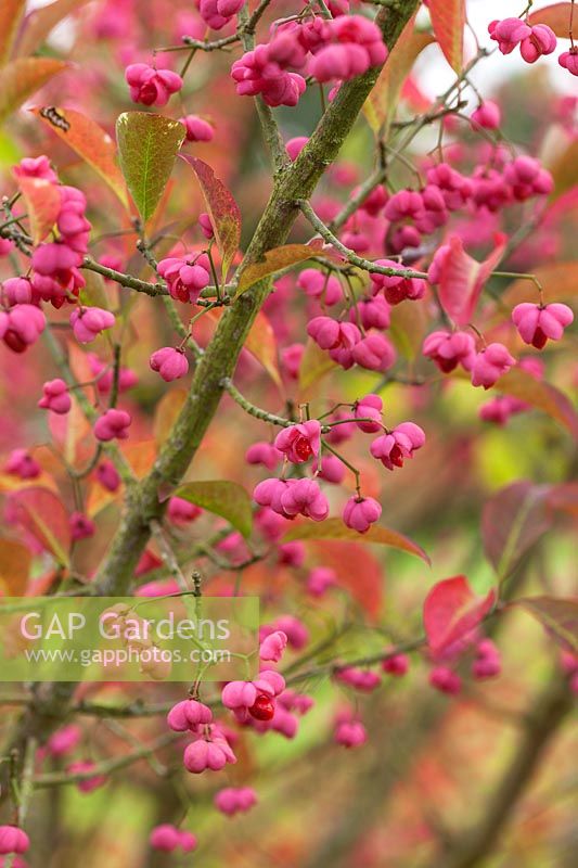 Euonymus hamiltonianus 'Pink Delight' - Graines d'automne de Spindle Tree pink