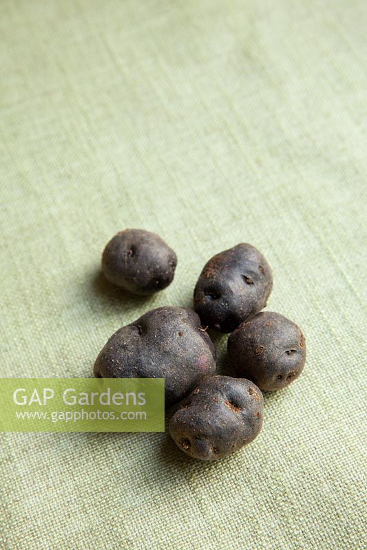 Solanum tuberosum - Pomme de terre 'Congo '. Une ancienne variété patrimoniale