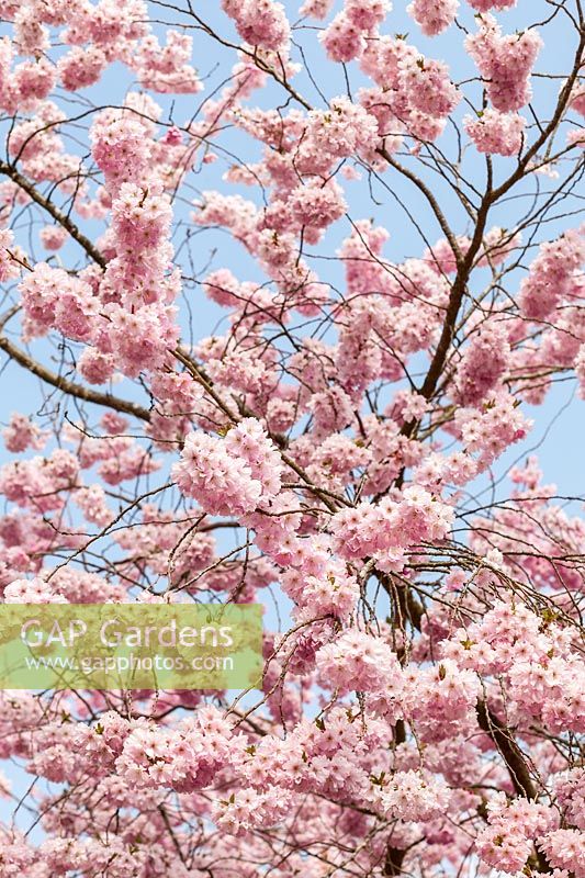 Prunus 'Accolade' chargé de fleurs au printemps