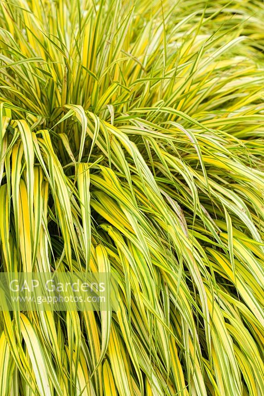 Hakonechloa macra 'Aureola' - une herbe panachée dorée