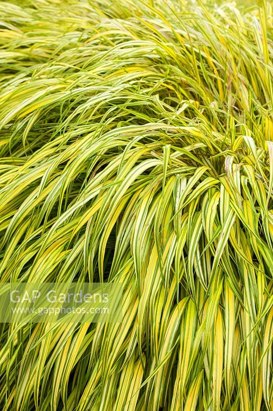 Hakonechloa macra 'Aureola' - une herbe panachée dorée