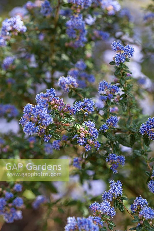 Ceanothus 'Puget Blue' - arbuste à feuilles persistantes à fleurs bleues au printemps