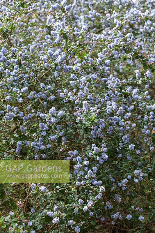 Ceanothus 'Eleanor Taylor' - un petit arbre à feuilles persistantes, fleurs bleu pâle au printemps