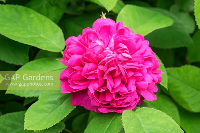 Rosa 'De Resht' - une rose à l'ancienne très parfumée. Crédit obligatoire: © Jo Whitworth