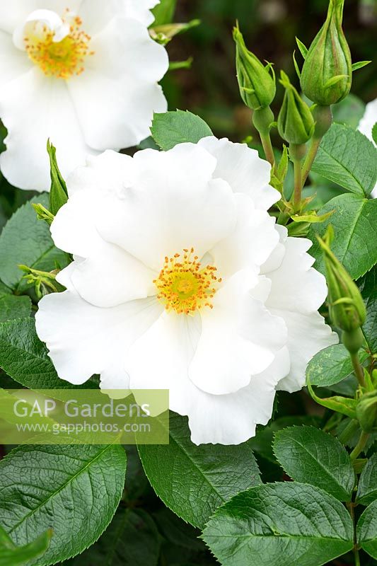 Rosa Keros = 'Harpacifique'. Un nouvel arbuste Rose introduit en 2013. Crédit obligatoire: © Jo Whitworth
