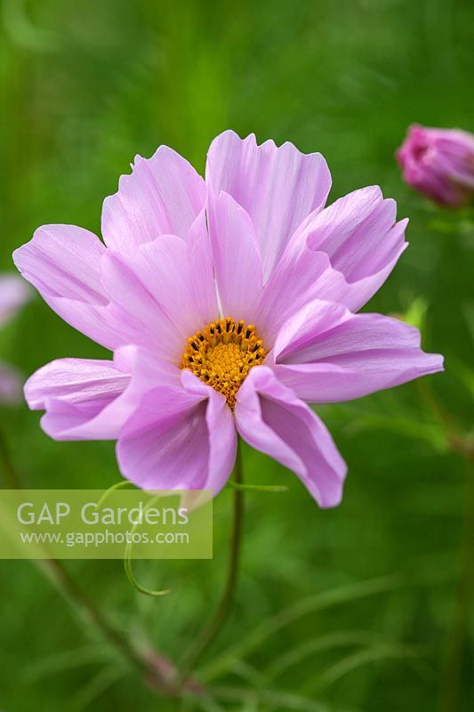 Cosmos bipinnatus [Coquillages mixtes]