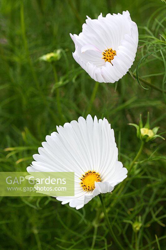 Cosmos bipinnatus 'Cupcakes White' - une nouvelle variété inhabituelle de cette plante annuelle populaire