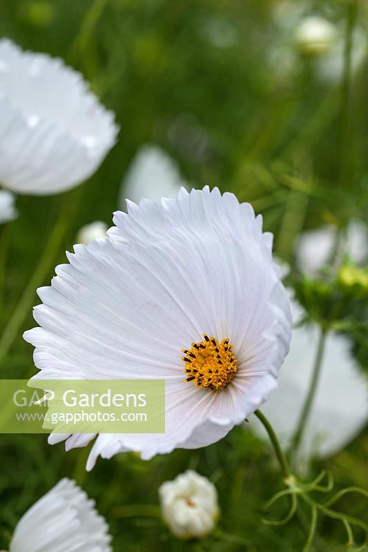 Cosmos bipinnatus 'Cupcakes White' - une nouvelle variété inhabituelle de cette plante annuelle populaire