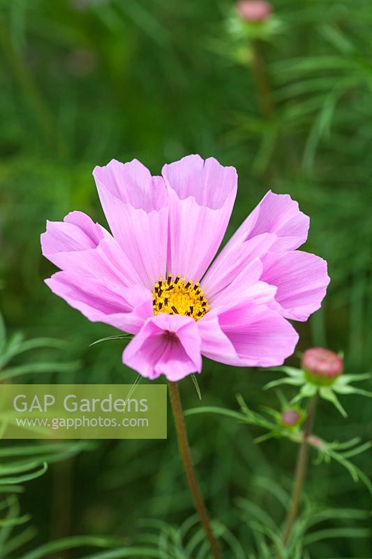 Cosmos bipinnatus 'Hummingbird Pink', une nouvelle variété compacte