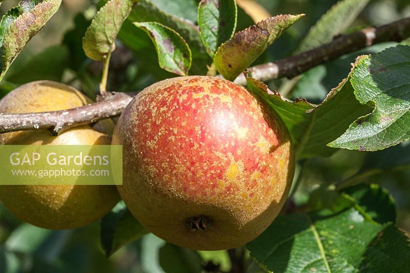 Malus domestica 'Ashmead's Kernel' - dessert pomme fruit en automne