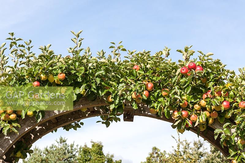 Malus domestica 'Jonagold' - pomme cultivée sur une arche