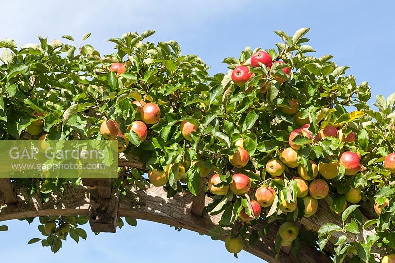 Malus domestica 'Jonagold' - pomme cultivée sur une arche