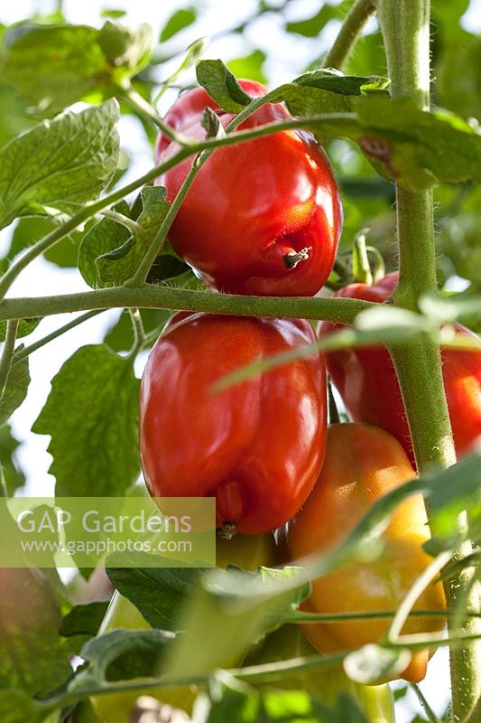 Tomate 'San Marzano' - Solanum lycopersicum mûrissant sur la vigne