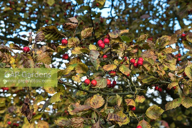 Crataegus pedicellata syn. Crataegus coccinea - Aubépine écarlate - fruits rouges en automne