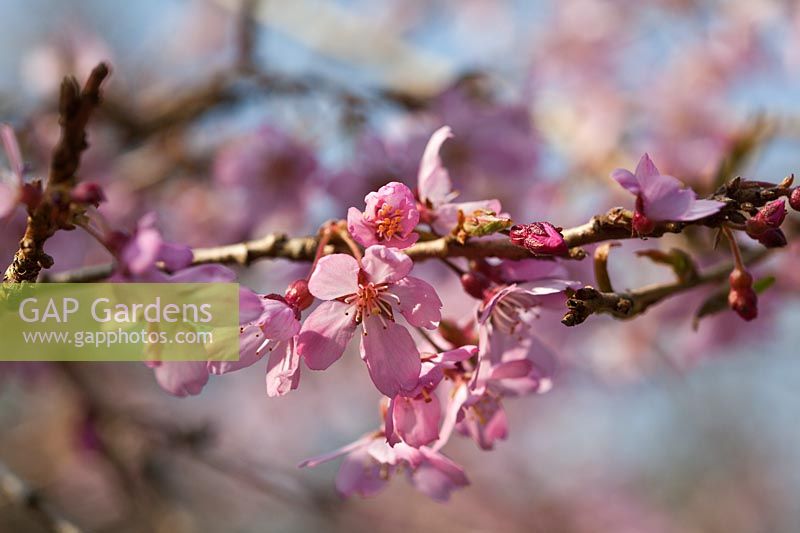 Prunus pendula 'Pendula Rosea' - Fleur de cerisier