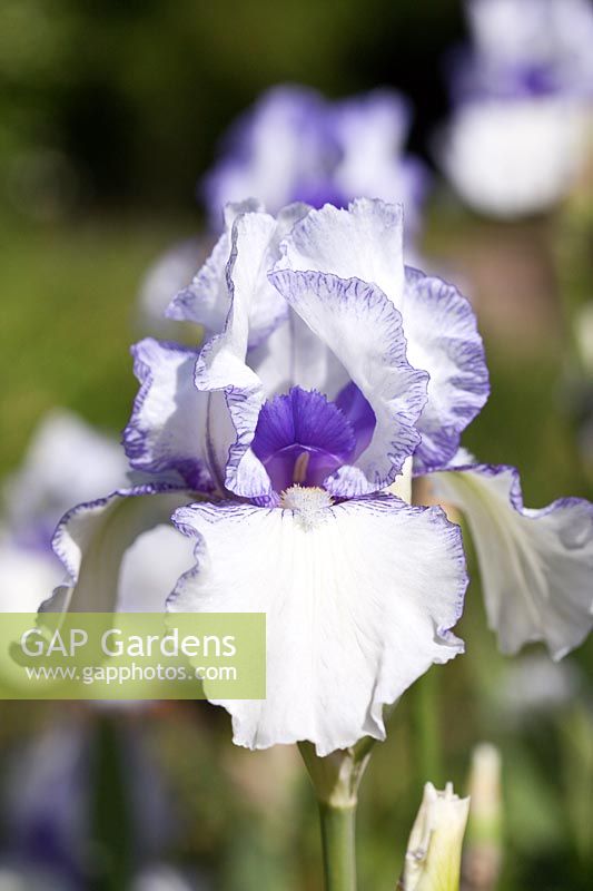 Iris 'Violet Icing' floraison au printemps